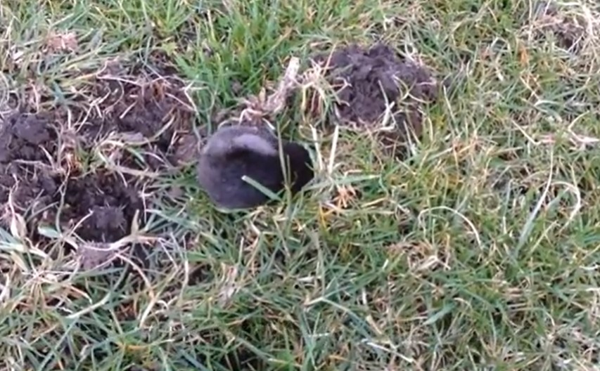 Signs Of Moles In Your Yard